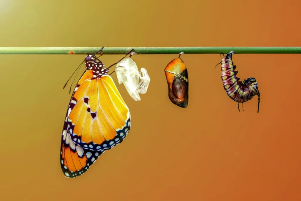 Transformation Transformation